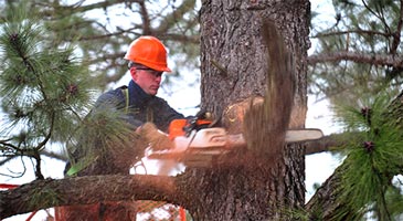 Arborist cutting through branches