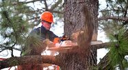 Arborist up in a tree and cutting branches with a chainsaw.