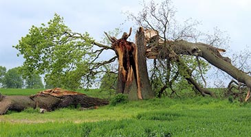 Tree that has fallen over due to storm damage