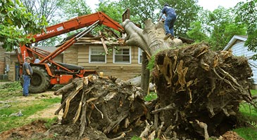 Tree that has been uprooted