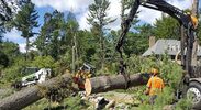 Removing a large fallen tree