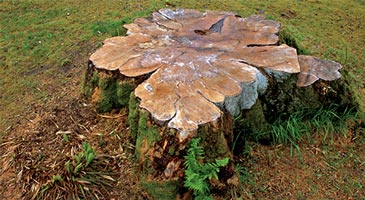Tree stump  ready to be grinded down
