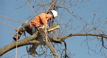 Arborist up in a tree cutting and pruning branches using a harness