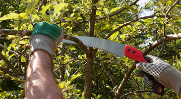 Pruning branches with a hand saw