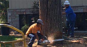 Two arborists cutting down a tree with a chainsaw