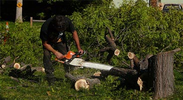 Cutting down a tree with a chainsaw